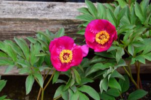 Paeonia x mollis