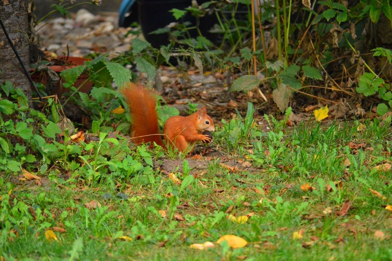 DSC_7088